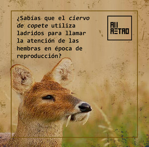 Datos Ñoñazos