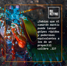 Cargar imagen en el visor de la galería, Datos Ñoñazos